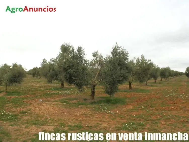 Venta  de Finca rustica de olivar picual en Ciudad Real