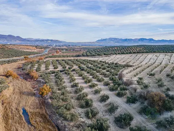Finca Agricola en Vegas del Genil 54 hectareas