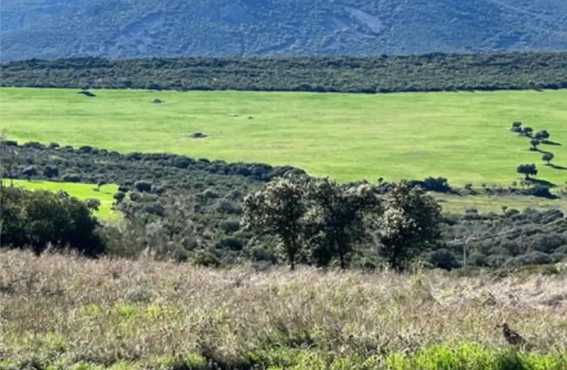 Venta Finca Rustica 600 Hectareas Ciudad Real Caza Mayor