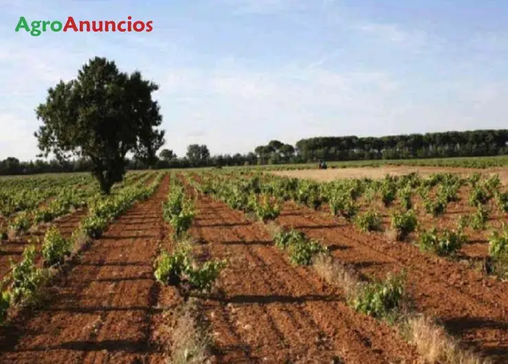 Venta  de Terreno de uso agrícola con viñedo en Ciudad Real