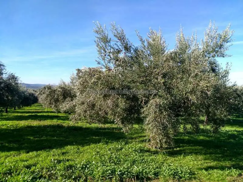 Olivar en Venta Aguilar de la Frontera 12 Has