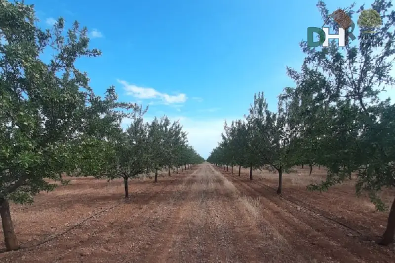 Venta Finca Rustica Ecologica Ciudad Real 240 Hectareas Pistachos Almendros