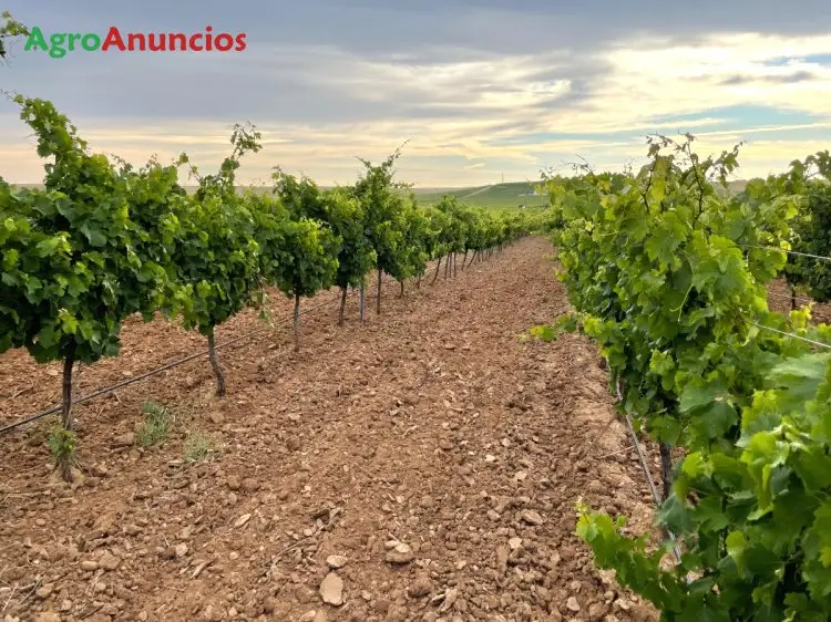 Venta Finca Vi
def viñedo Verdejo Rueda Valladolid