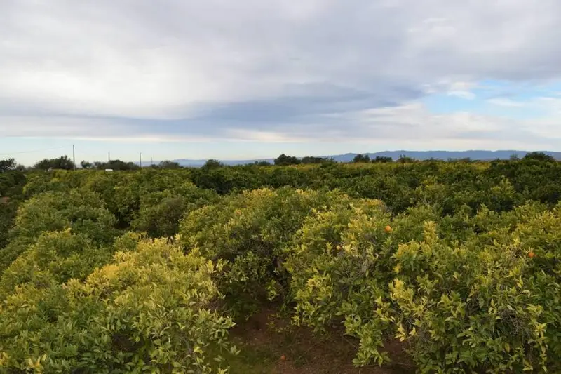 Venta Finca Naranjos Lliria