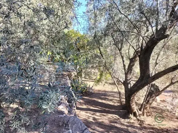 Finca de Olivar en El Pinar Granada 071ha con Nave Rustica