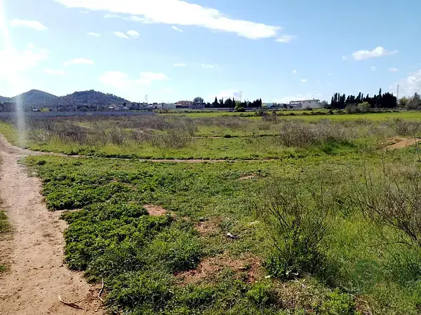 Parcela Rustica Manacor 5354m2 Huerta Cultivo
