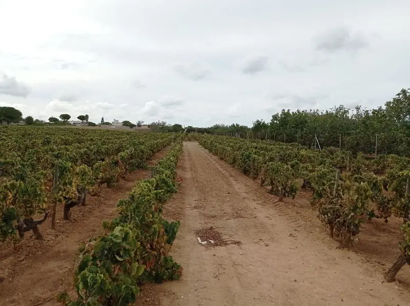 Venta Terreno Rustico Marquesado Puerto Real 2510m2