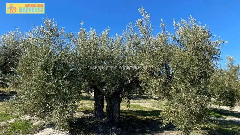 Parcela Rustica en Venta Baena Olivar Productivo
