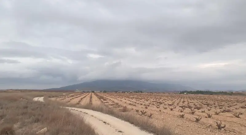Terrenos en Venta Pinoso Alicante