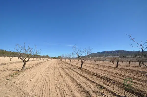 Terreno Agricola con Almendros en Monovar