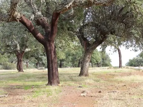 Venta Finca 650 Has Villafranco Badajoz Caza Mayor Menor Cortijo Lujo