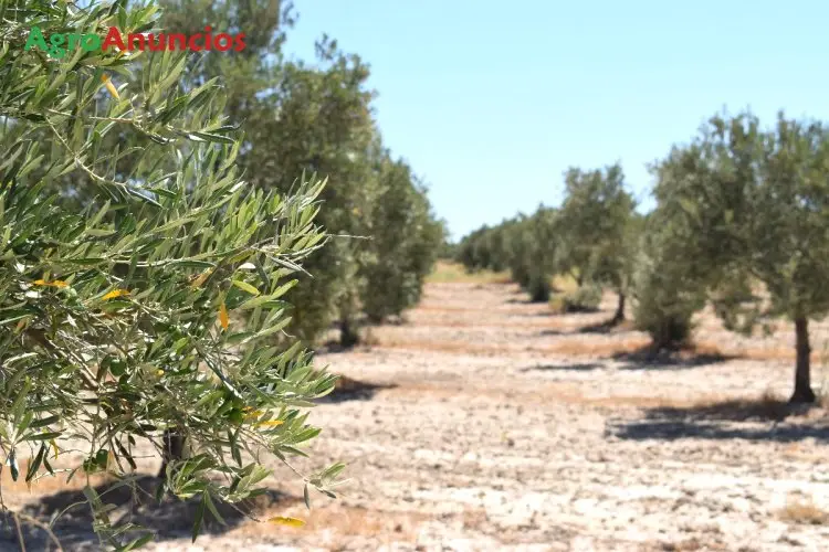 Venta  de Finca de olivos de regadio en Granada