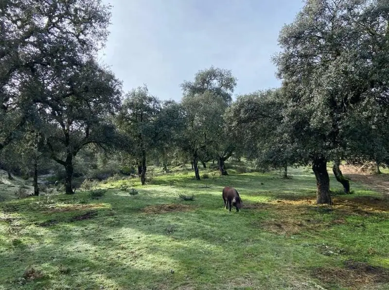 Venta Finca Ganadera Caza Recreo 300 Hectareas Cordoba