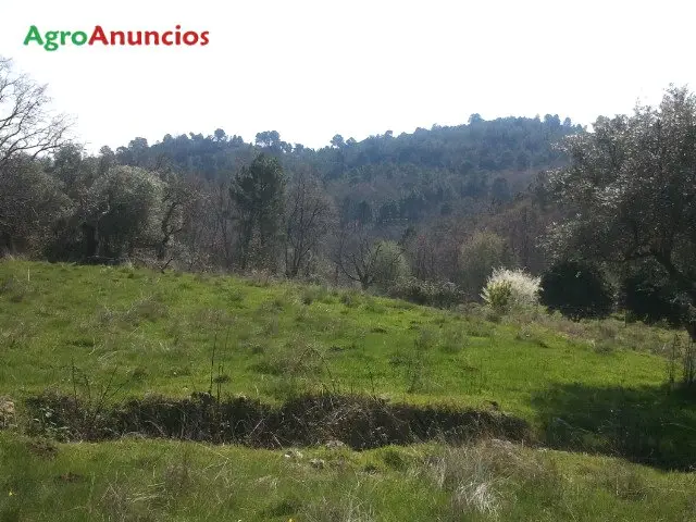 Venta  de Finca con arboles en Cáceres