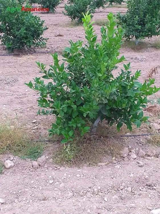 Venta  de Terreno de secano en Murcia