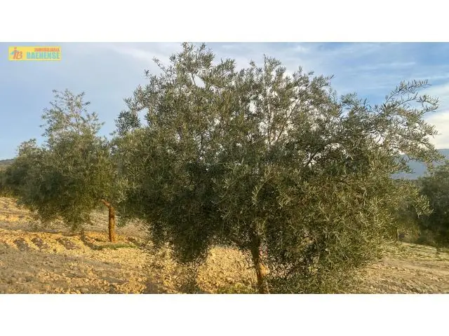 Finca Olivar Intensivo Hojiblanca 5 Fanegas Subvencionada