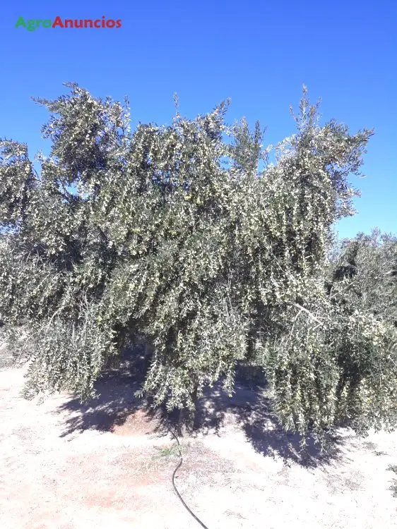 Venta  de Finca de olivos tradicionales y de un pie en Granada