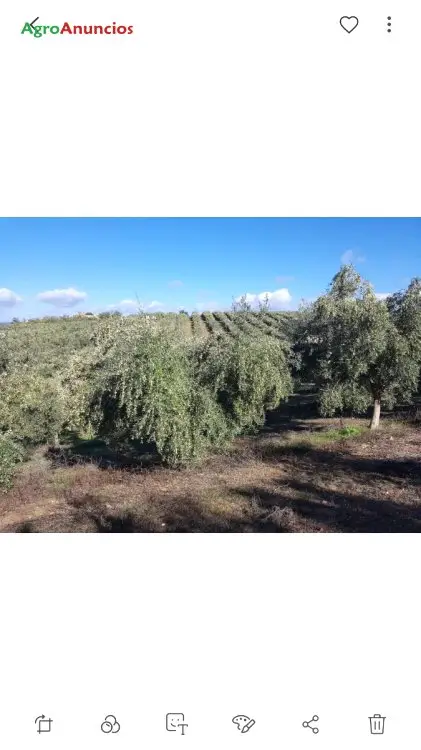 Venta  de Finca de olivos picual de regadío con almazara en Jaén