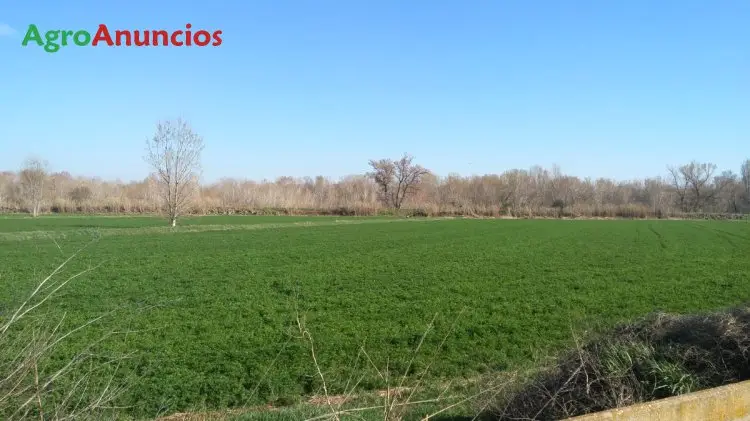 Finca de Regadío en Albacete