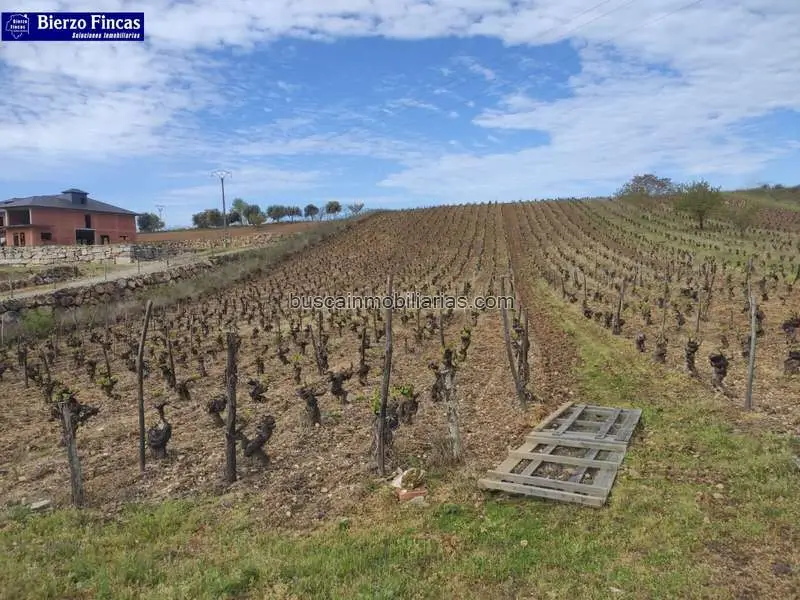 Viñedo en Venta en Camponaraya con Vistas al Camino de Santiago