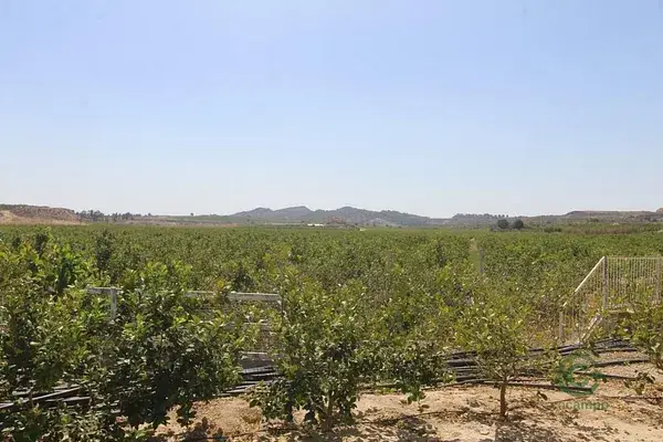 Finca Agricola con Naves y Viviendas en Bigastro