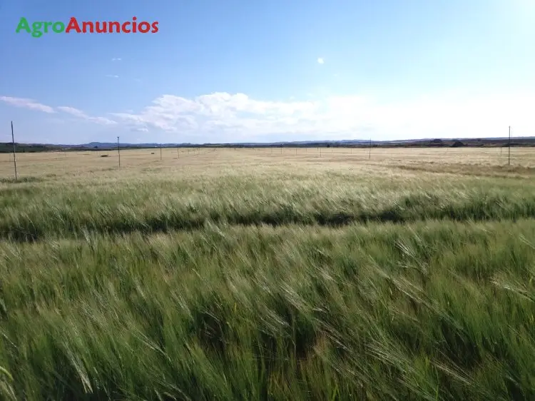 Compra  de Fincas para cereal en Teruel