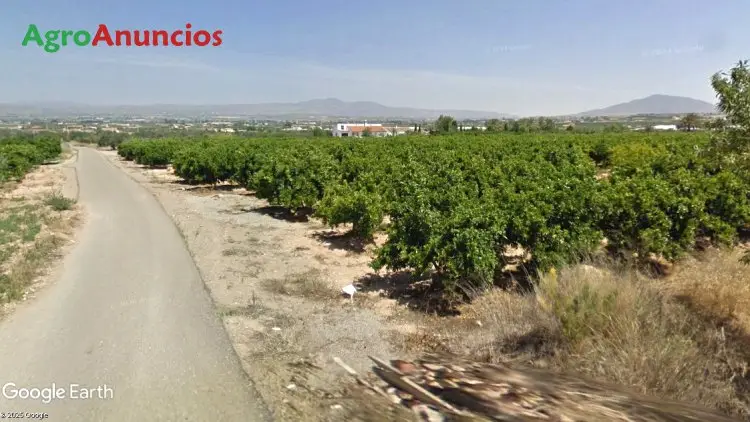 Venta Finca Regadío Hortalizas Almería Huercal-Overa