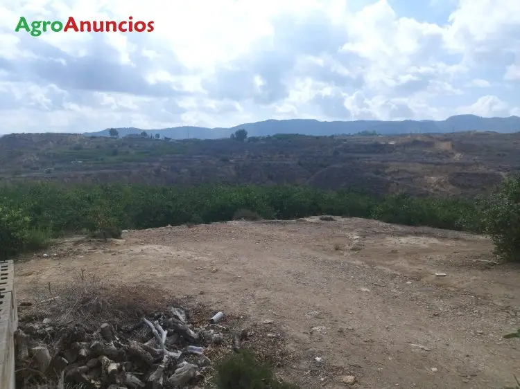 Alquiler  de Finca de limón berna en Murcia