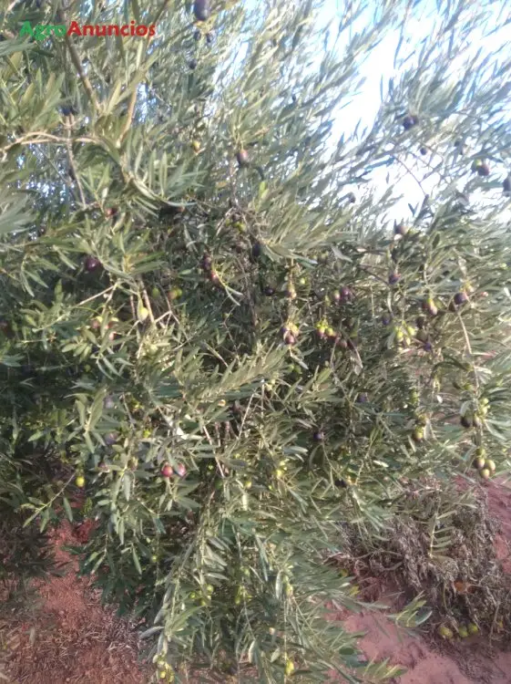 Demanda  de Finca de olivos en Ciudad Real