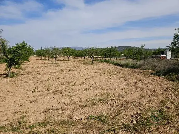 Terreno Rustico en Monovar 2800m2 Vistas Despejadas