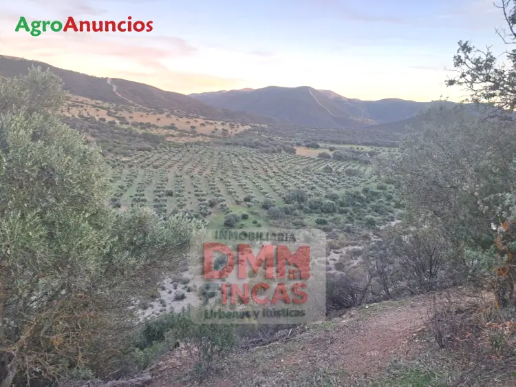 Finca de Caza Mayor 600 Hectareas Ciudad Real