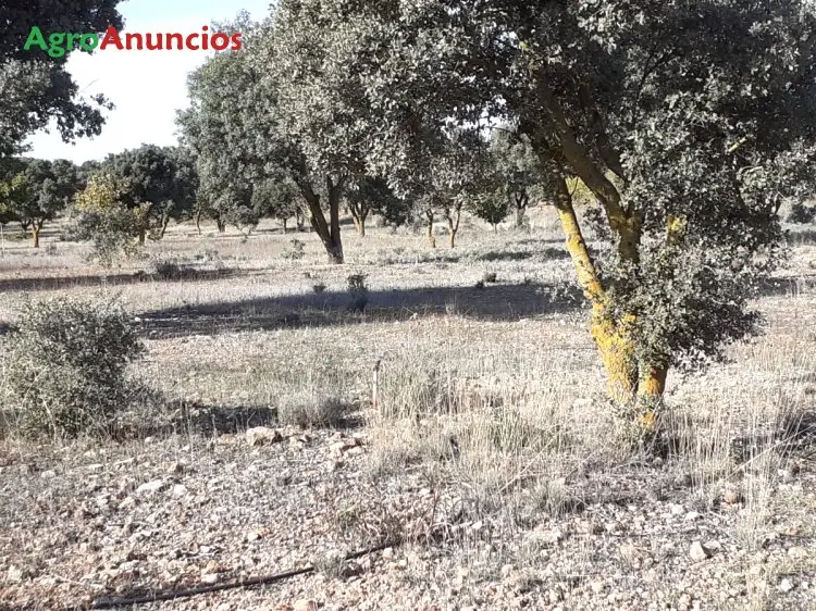 Venta  de Finca de regadío en Albacete