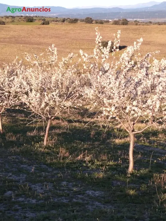 Venta  de Terreno de regadío en Toledo