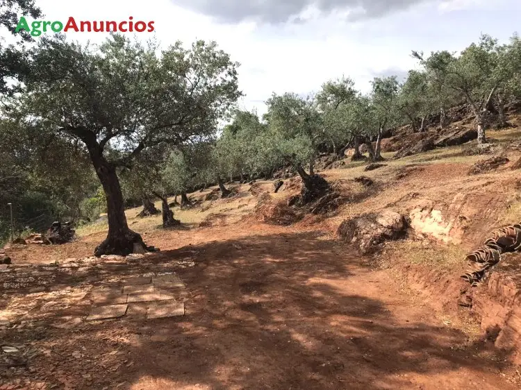 Venta  de Finca de olivos en Huelva