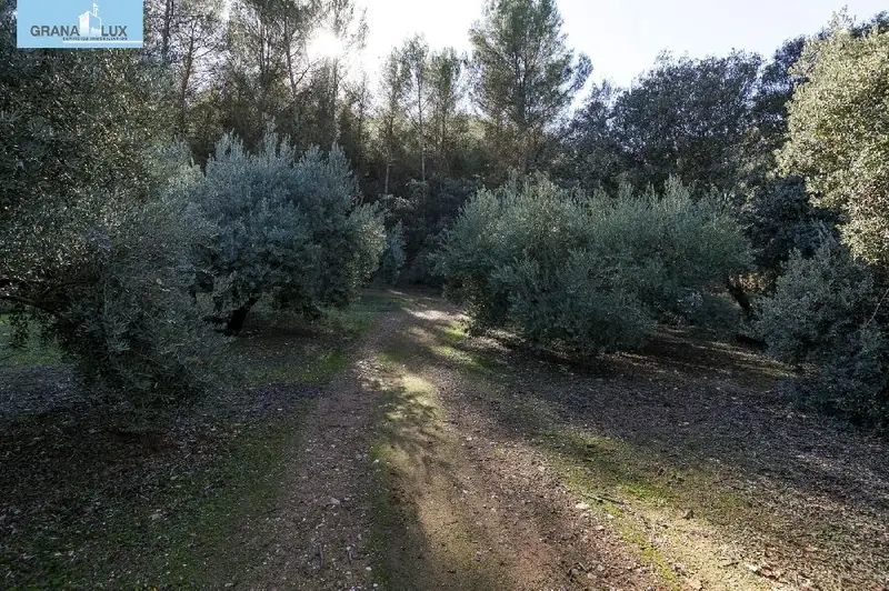 Venta Terreno Olivar Albolote 26000m2
