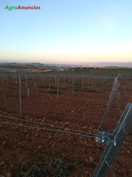 Venta  de Finca de olivar y viña de regadio en Ciudad Real