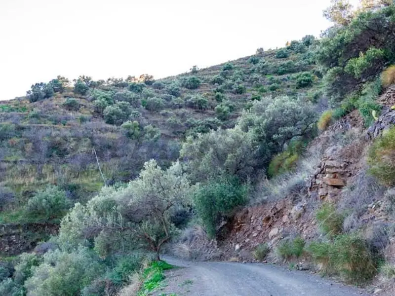 Parcela 89000 m2 Manzano Bajo Torrox Malaga