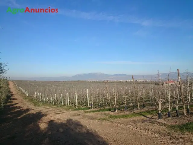 Venta  de Finca de perales en intensivo en Granada