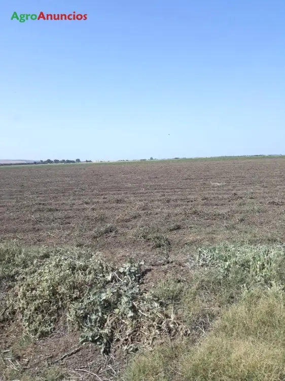 Venta  de Finca de calma de riego para arroz  y hortalizas en Cádiz