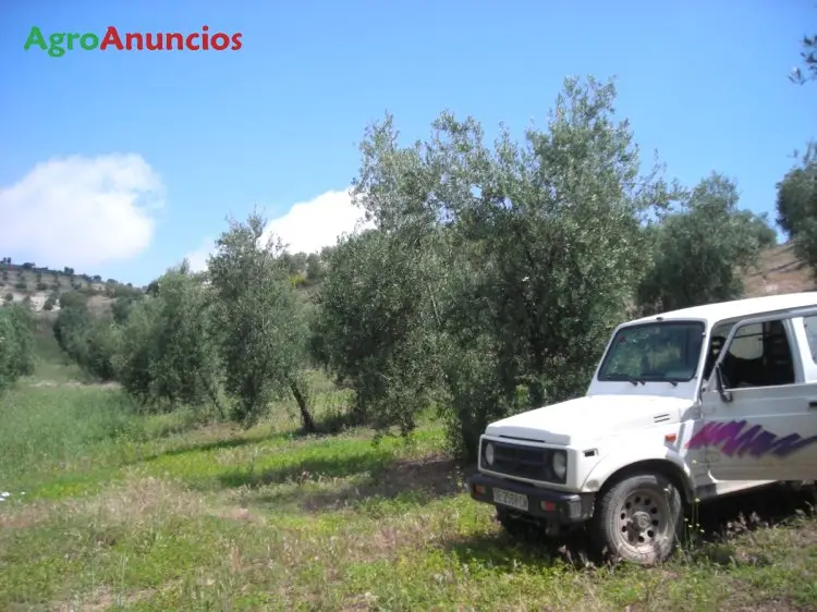 Venta  de Finca de olivar manzanillo en Sevilla