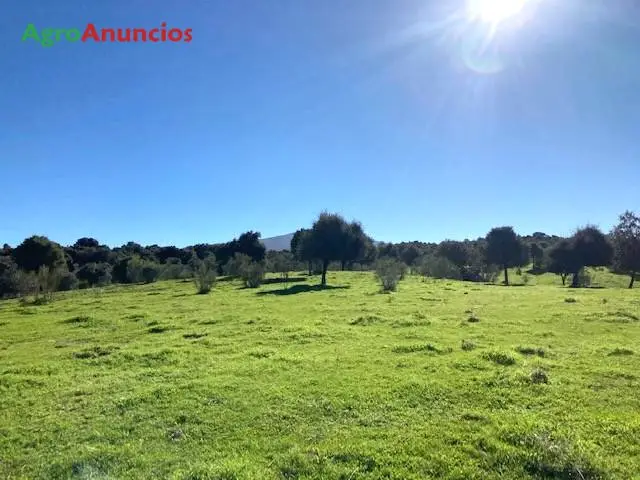 Venta  de Finca ganadera en Toledo