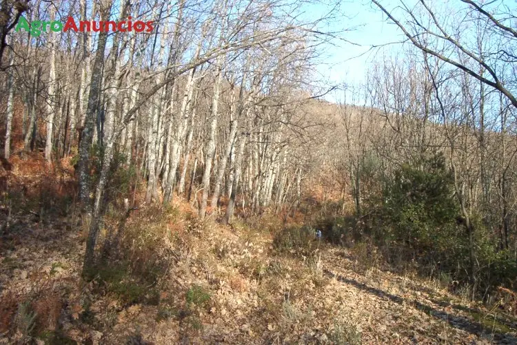 Venta  de Finca con robledal y pastos en Cáceres