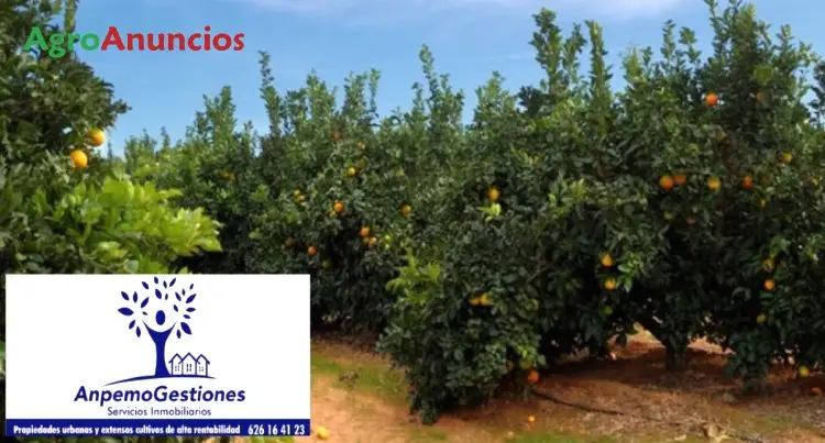 Venta  de Finca de naranjos y olivar en Córdoba