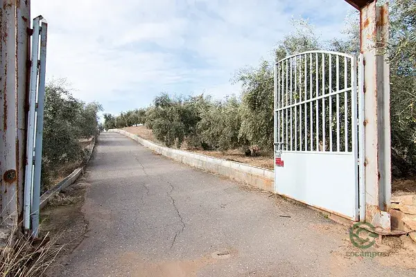 Finca de 46 Hectareas con Olivos en Granada