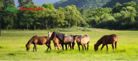 Demanda  de Finca rústica en Lugo