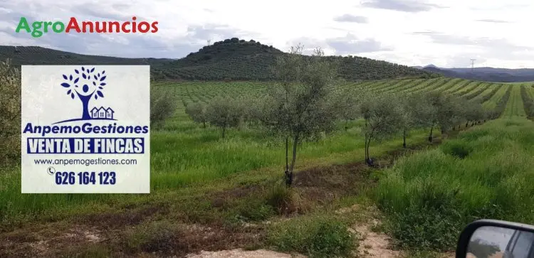 Venta  de Finca olivar y tierra calma secano en Sevilla