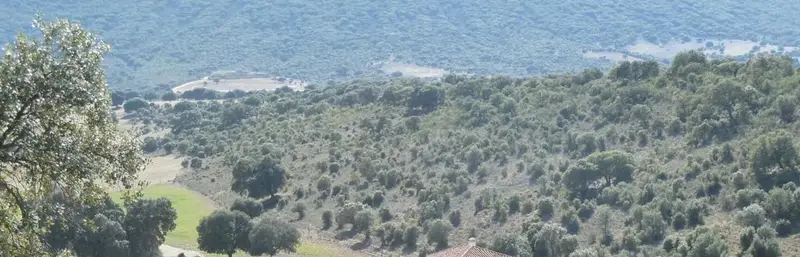 Venta Finca Rustica 600 Hectareas Ciudad Real Caza Mayor