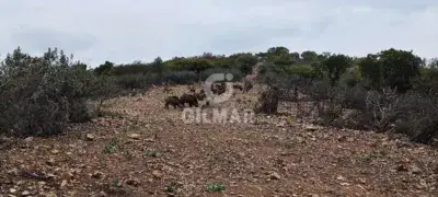 Finca rústica en venta en Pozoblanco