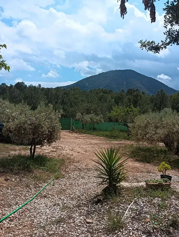 Venta Finca Rustica Castellon Onda 5886m2 Almendros Algarrobos Vistas Montana