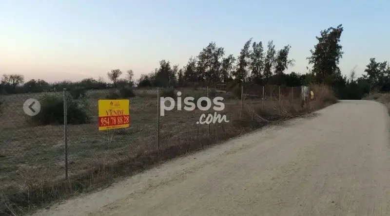 Parcela Rustica y Urbanizable en Bormujos 26153m2